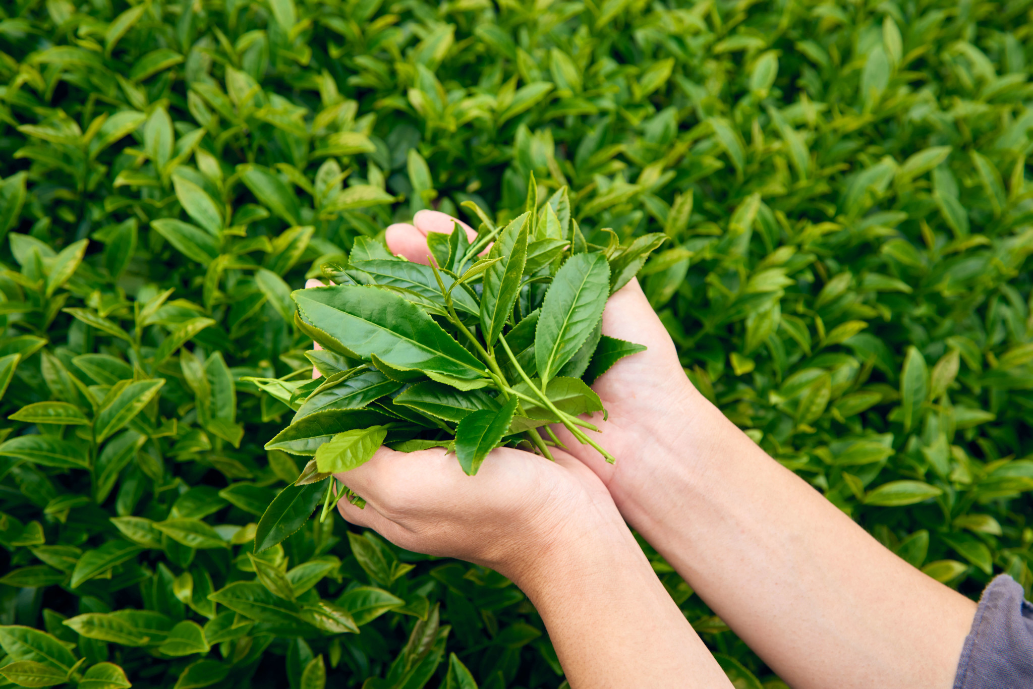 杉林溪茶園