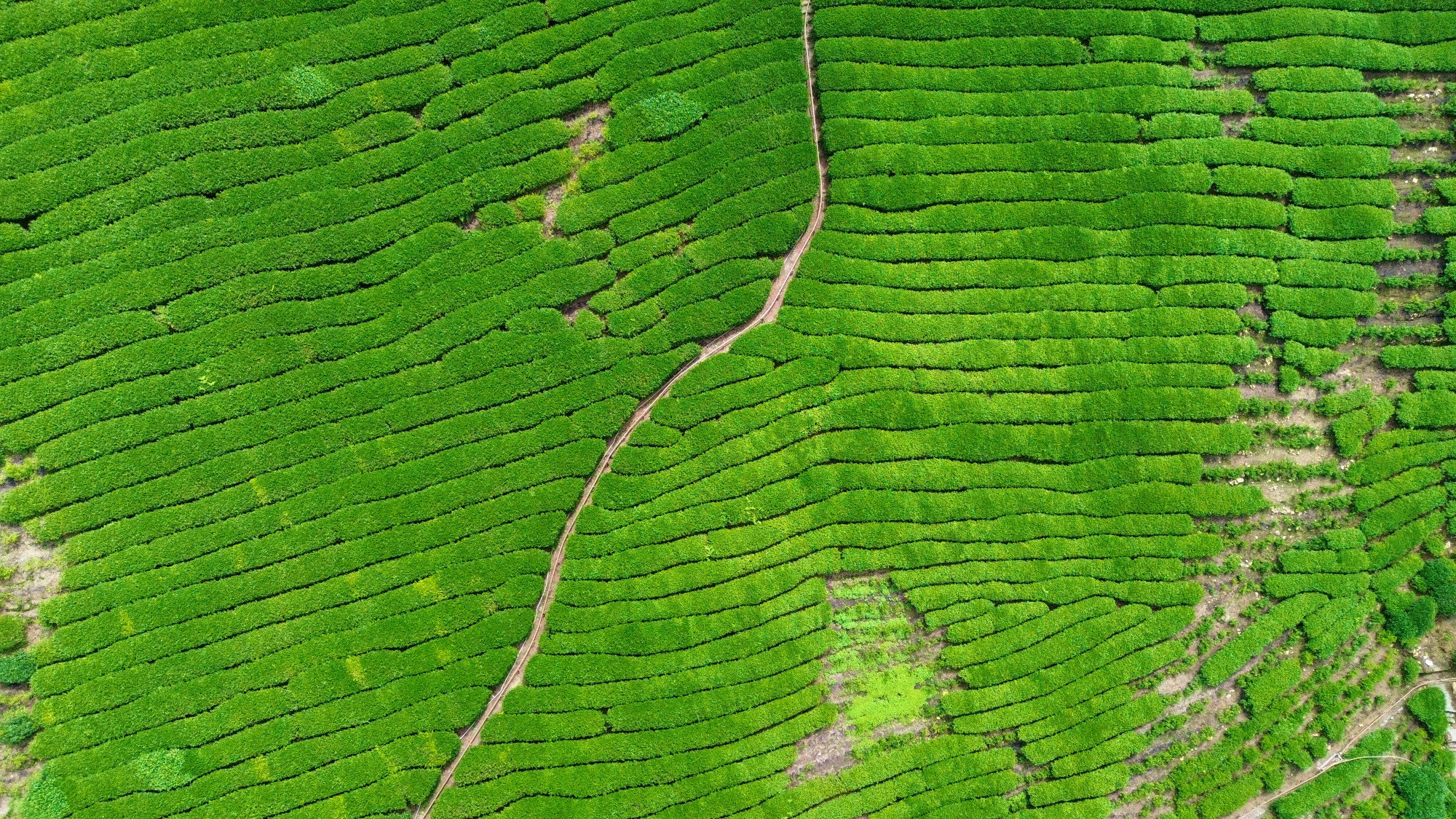 杉林溪茶園