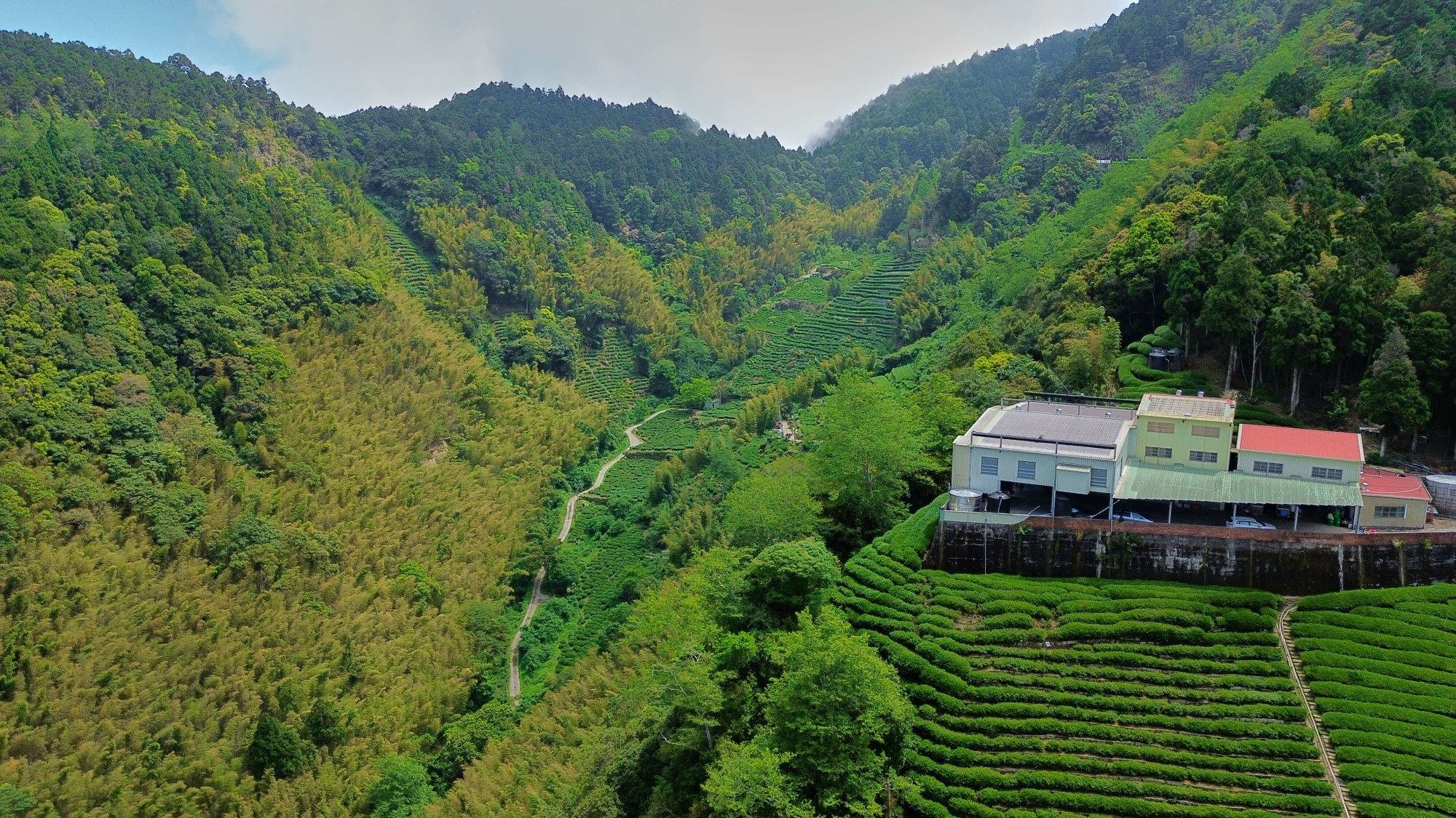 探尋高山自然，品嚐杉林溪烏龍茶