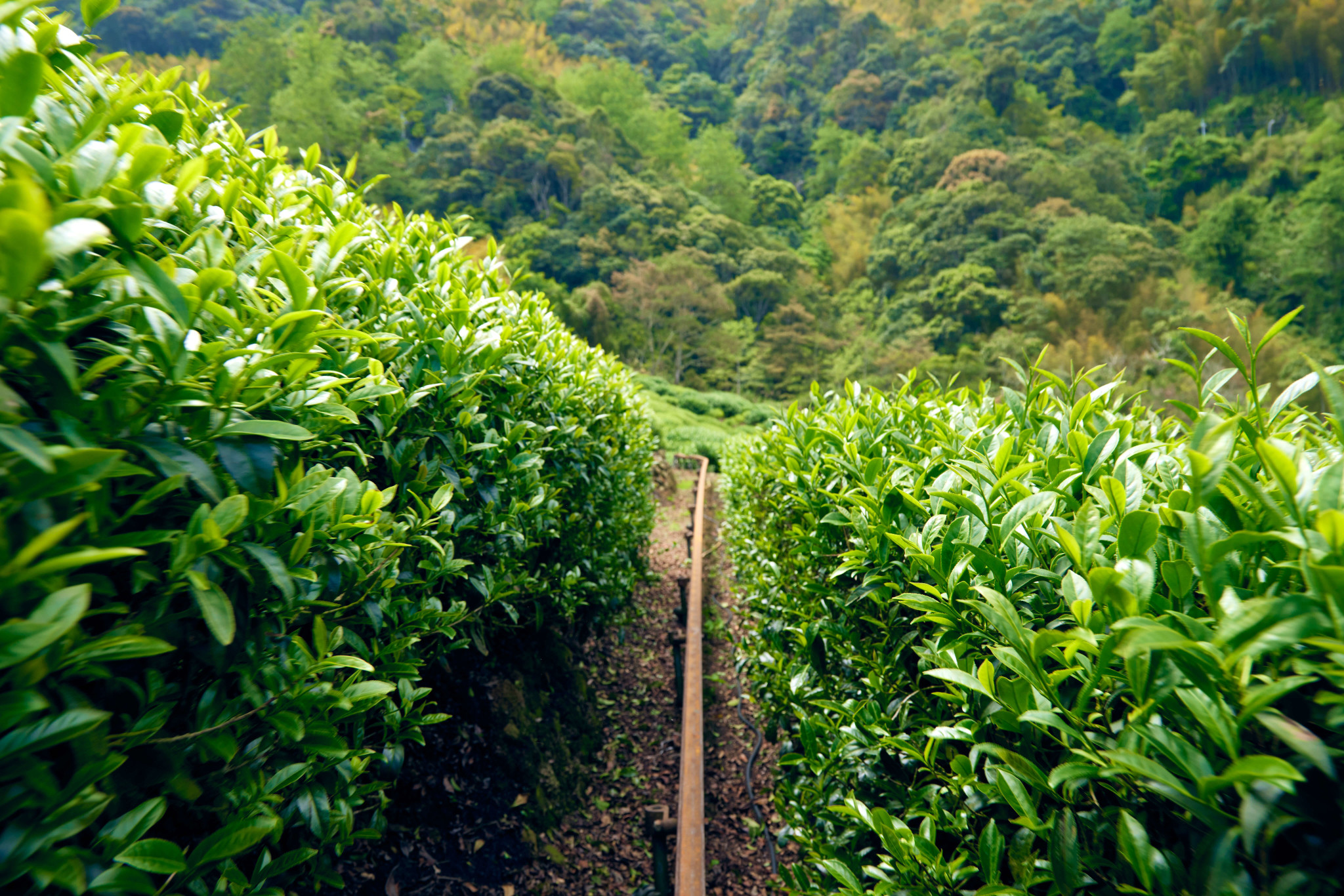 杉林溪茶園