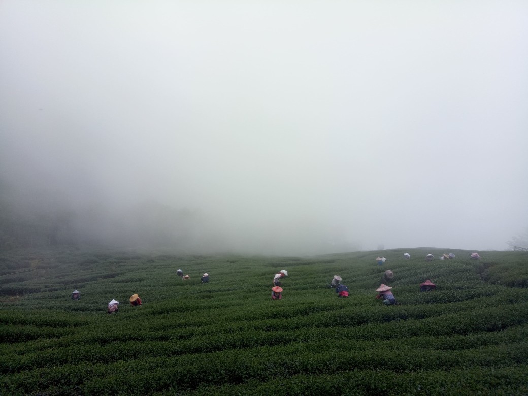 高山上的涼爽、濕潤的氣候，正好是茶葉生長時最喜歡的條件