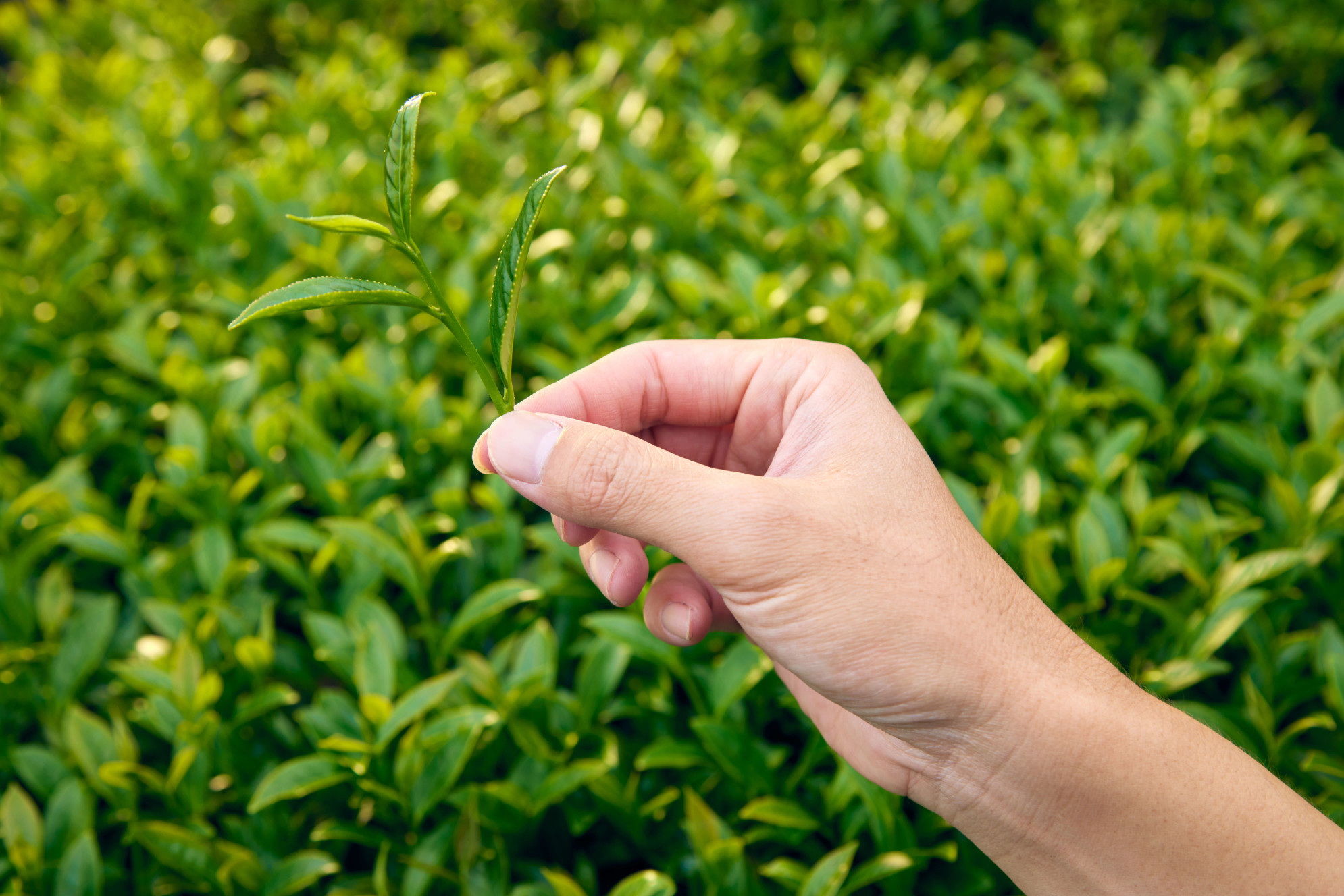 杉林溪烏龍茶完美呈現焙烏龍風味