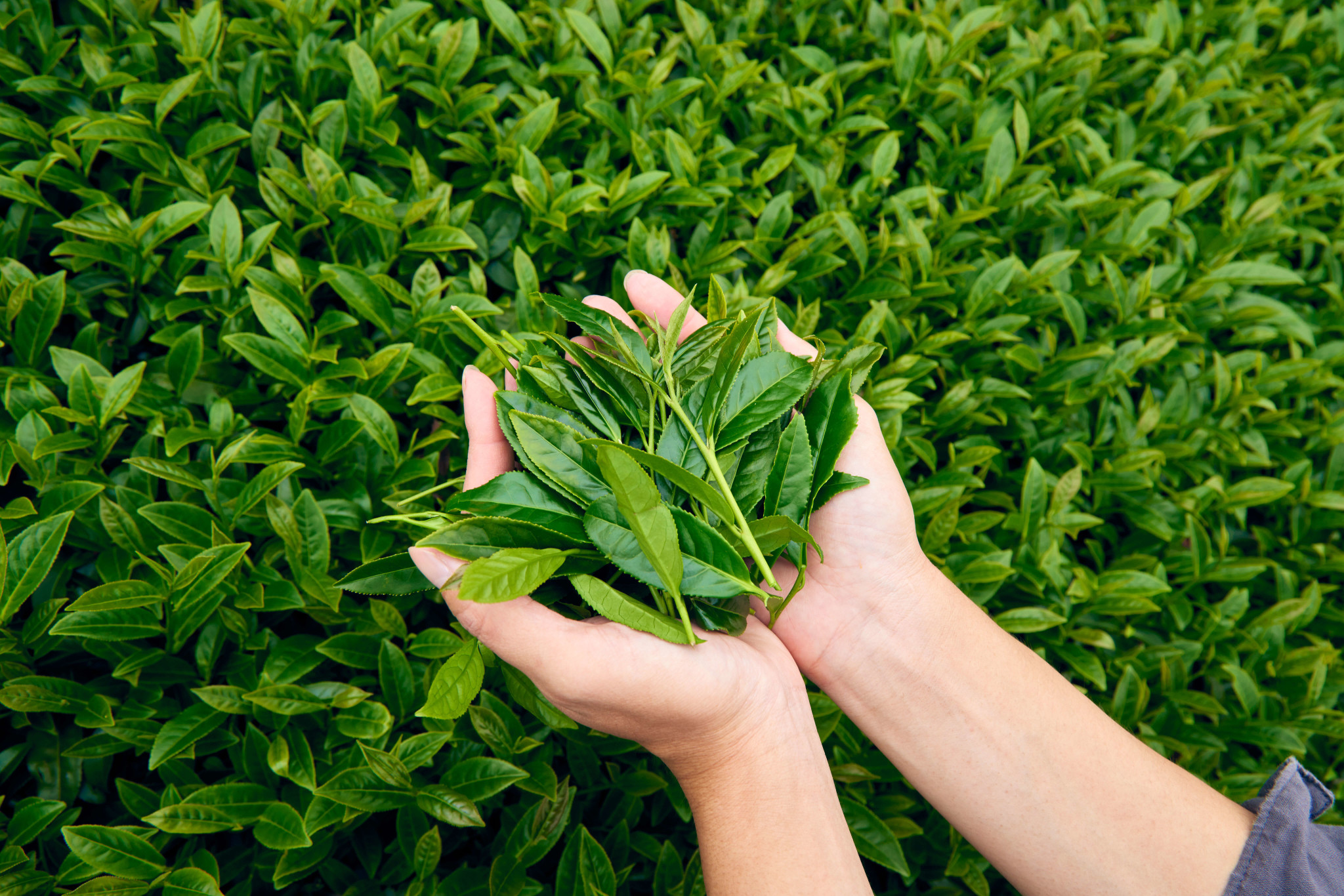 杉林溪高山烏龍茶-Threa茶茶茶