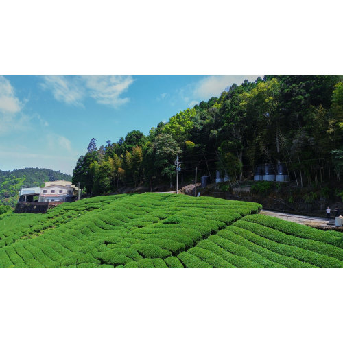 香氣芬芳，味道獨特──杉林溪烏龍茶