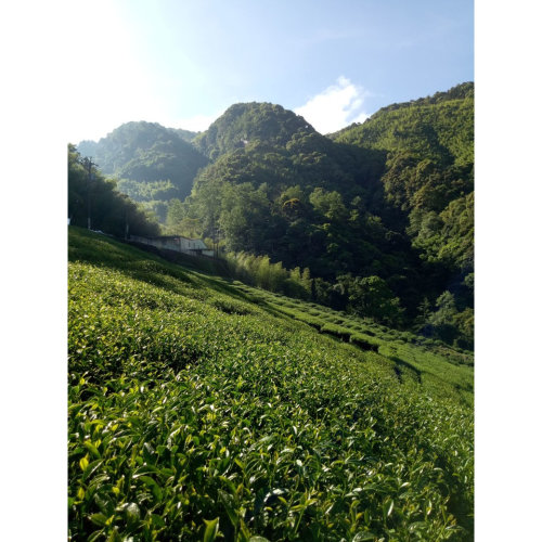 揭開台灣茶的神秘面紗-你所不知道的“高山茶”