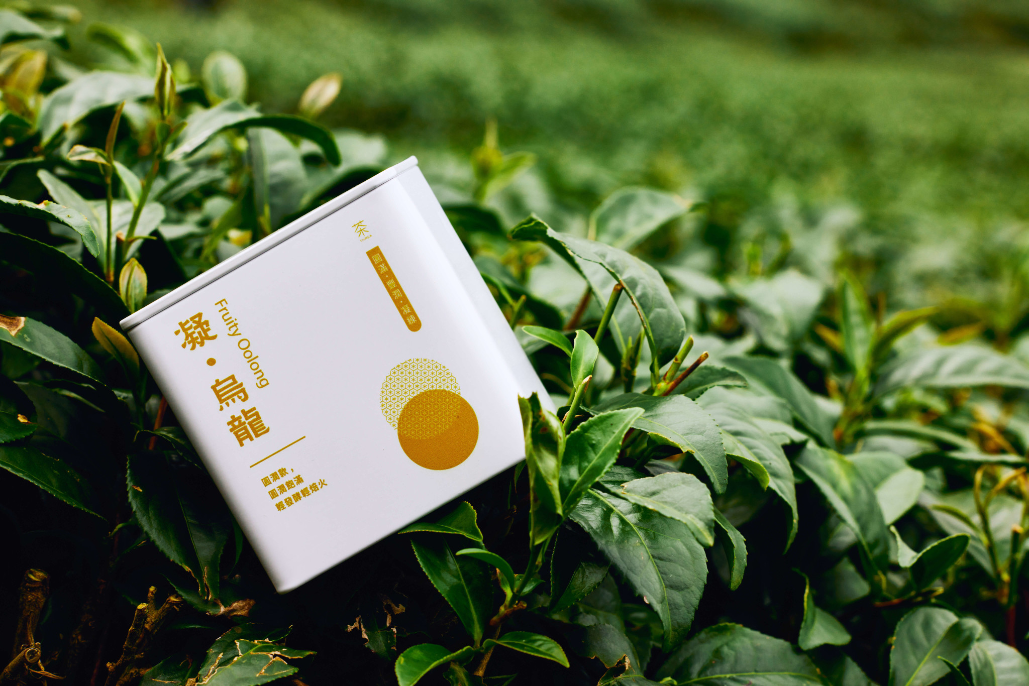 凝烏龍-茶茶茶-threa