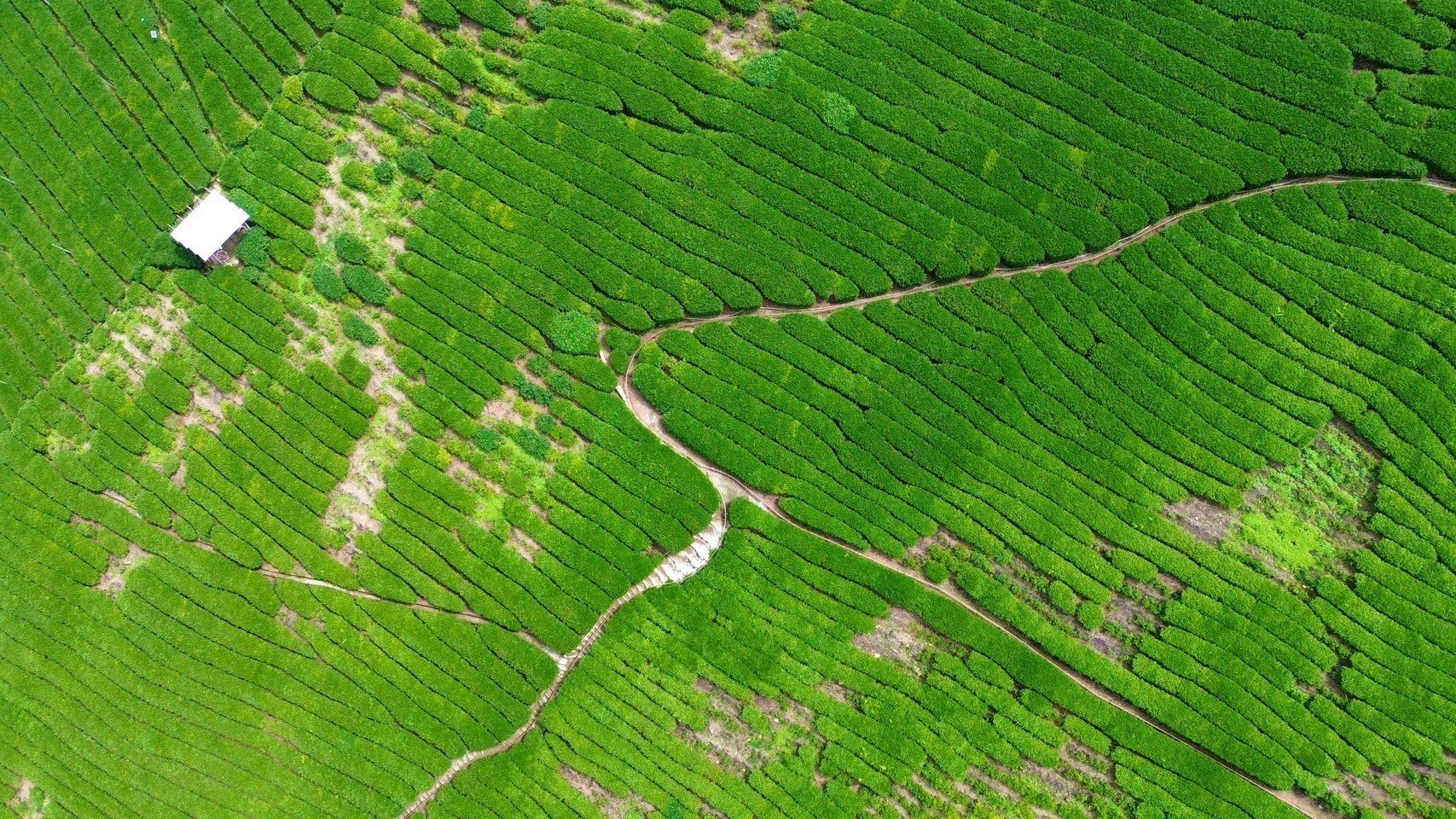 衫林溪茶園