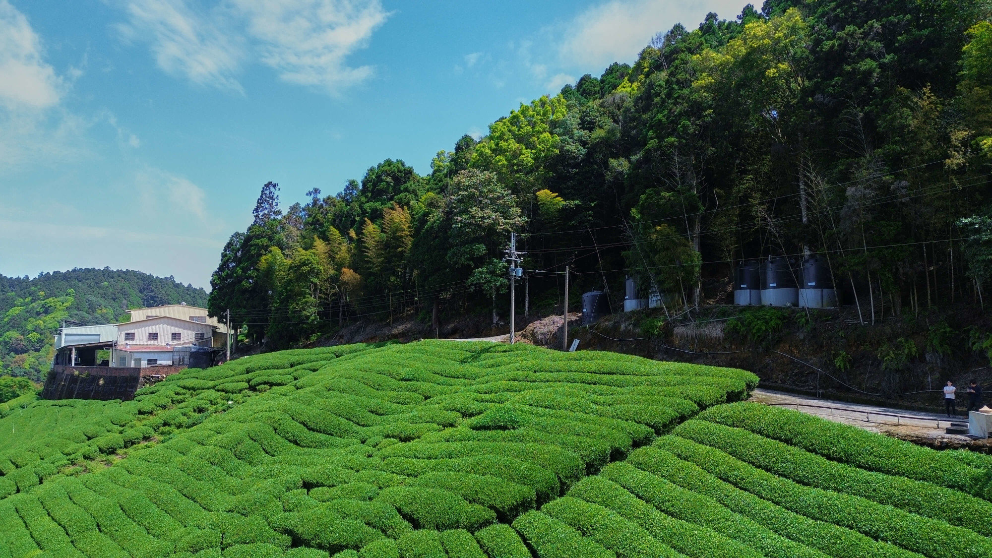 杉林溪高山烏龍茶-Threa茶茶茶