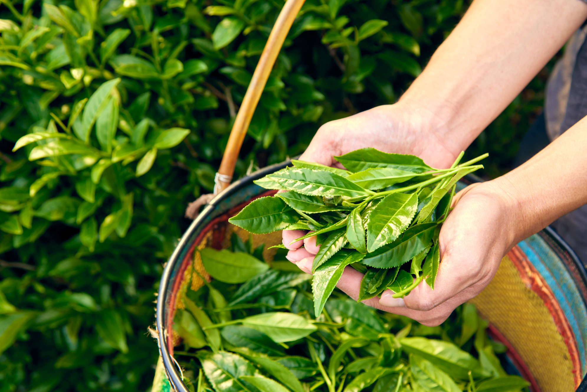 高山烏龍茶-茶茶茶