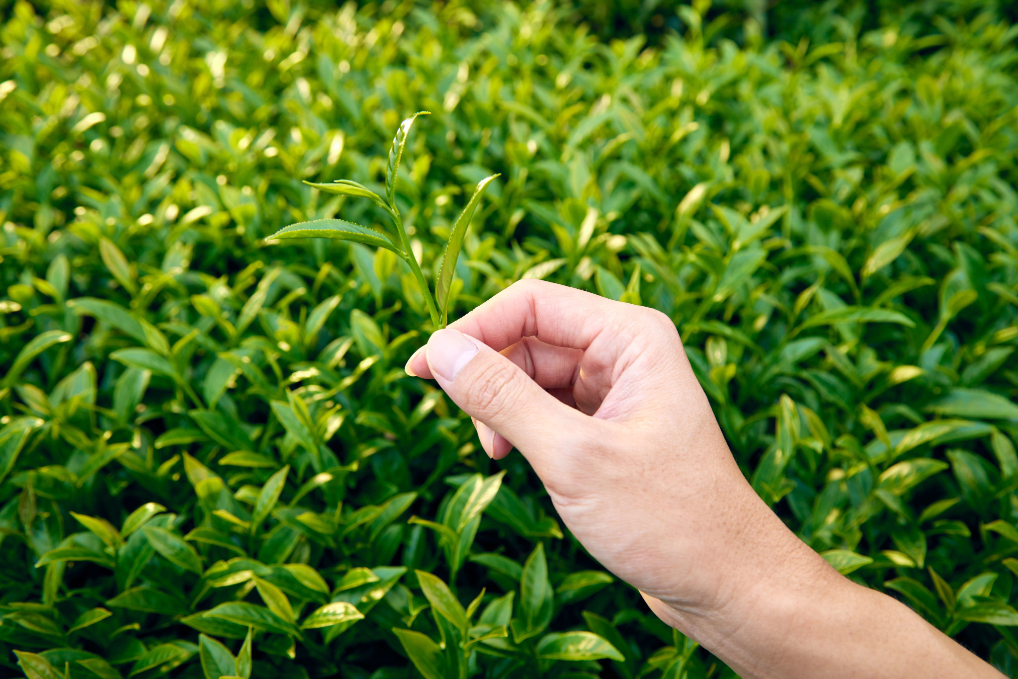 高山烏龍茶-茶茶茶